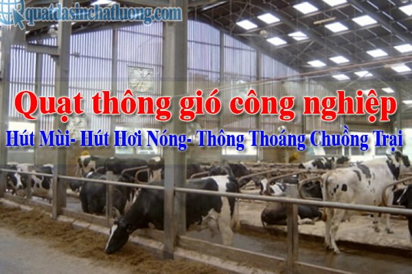 Quạt thông gió chuồng trại- Cách lắp đặt hệ thống thông gió trại chăn nuôi 6 Quạt thông gió chuồng trại