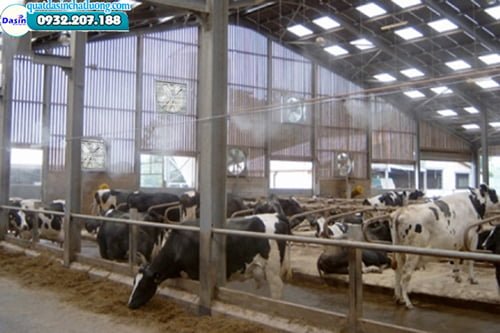 Quạt hút mùi trang trại chăn nuôi bò sữa